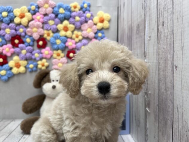 岡山県のビションプー(ビションフリーゼ×プードル) (ワンキャラット アミーゴ高屋店/2025年11月23日生まれ/男の子/クリーム)の子犬