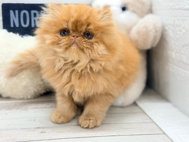 岡山県のエキゾチック (ワンキャラット アミーゴ岡南店/2026年11月5日生まれ/男の子/レッドタビー)の子猫の1枚目の画像