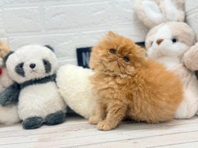 岡山県のエキゾチック (ワンキャラット アミーゴ岡南店/2026年11月5日生まれ/男の子/レッドタビー)の子猫の3枚目の画像