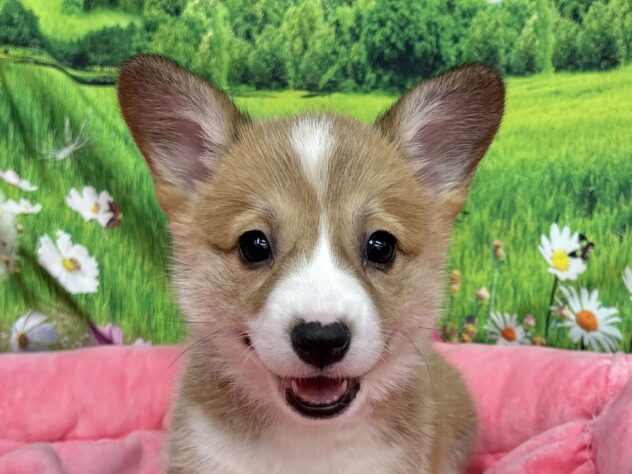 和歌山県のウェルシュコーギーペンブローク (アミーゴ和歌山太田店/2025年11月10日生まれ/女の子/レッドホワイト)の子犬の1枚目の画像