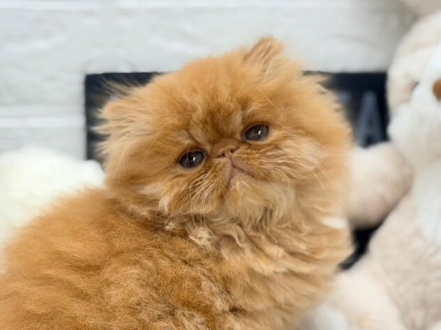 岡山県のエキゾチック (ワンキャラット アミーゴ岡南店/2026年11月5日生まれ/男の子/レッドタビー)の子猫の2枚目の画像