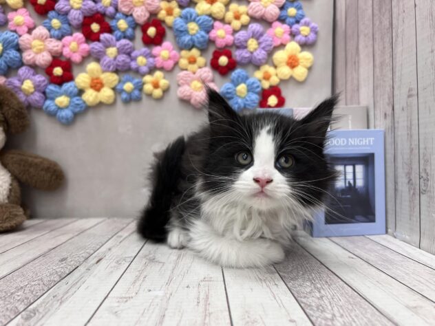 岡山県のメインクーン (ワンキャラット アミーゴ高屋店/2025年11月23日生まれ/女の子/ブラックホワイト)の子猫の2枚目の画像