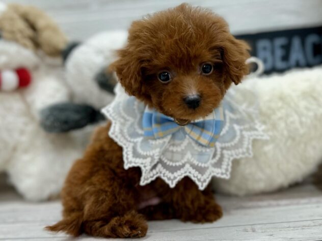 岡山県のハーフ犬・ミックス犬 (ワンキャラット アミーゴ岡南店/2025年10月23日生まれ/男の子/レッドフォーン)の子犬の1枚目の画像