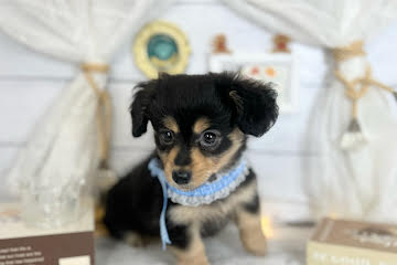 香川県のポメックス(ポメラニアン×ダックス) (ワンキャラット アミーゴ屋島店/2025年11月21日生まれ/女の子/ブラックタン)の子犬の2枚目の画像