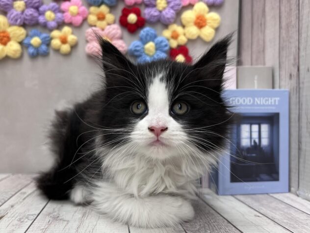 岡山県のメインクーン (ワンキャラット アミーゴ高屋店/2025年11月23日生まれ/女の子/ブラックホワイト)の子猫の1枚目の画像