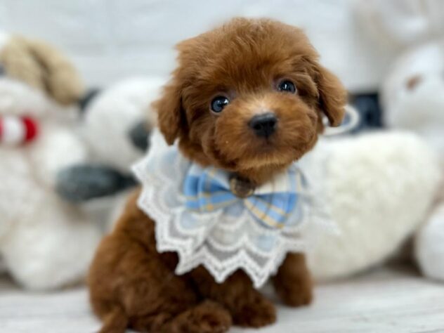 岡山県のハーフ犬・ミックス犬 (ワンキャラット アミーゴ岡南店/2025年10月23日生まれ/男の子/レッドフォーン)の子犬の2枚目の画像