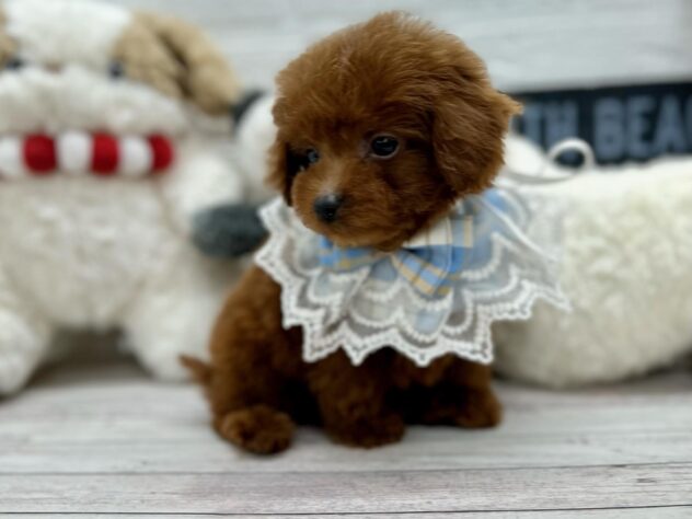 岡山県のハーフ犬・ミックス犬 (ワンキャラット アミーゴ岡南店/2025年10月23日生まれ/男の子/レッドフォーン)の子犬の3枚目の画像