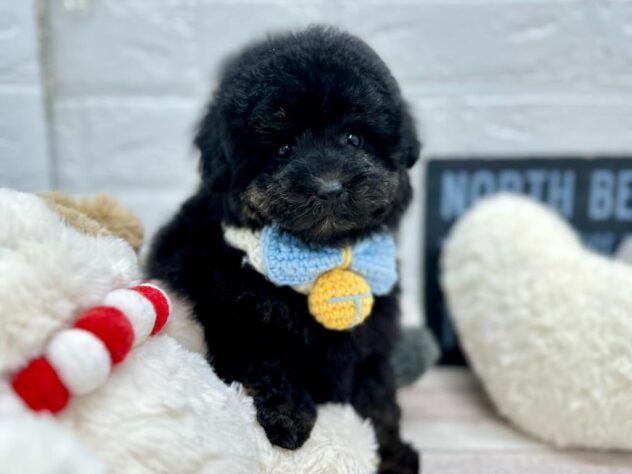 岡山県のトイプードル(トイ) (ワンキャラット アミーゴ岡南店/2025年10月24日生まれ/男の子/01 ブラック系)の子犬の1枚目の画像