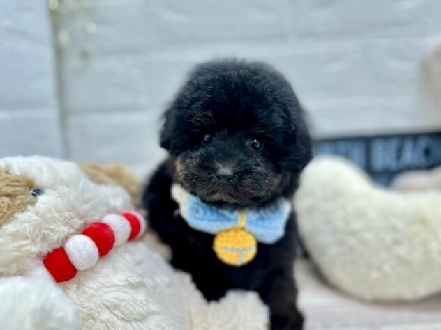岡山県のトイプードル(トイ) (ワンキャラット アミーゴ岡南店/2025年10月24日生まれ/男の子/01 ブラック系)の子犬の2枚目の画像