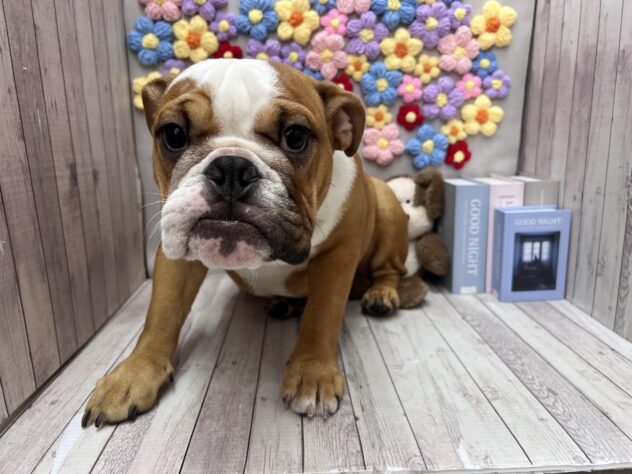 岡山県のブルドッグ (ワンキャラット アミーゴ高屋店/2025年7月19日生まれ/女の子/レッドホワイト)の子犬の2枚目の画像