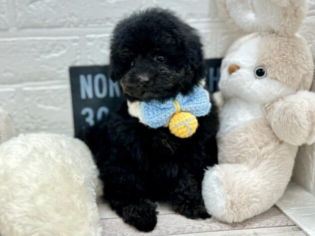 岡山県のトイプードル(トイ) (ワンキャラット アミーゴ岡南店/2025年10月24日生まれ/男の子/01 ブラック系)の子犬の3枚目の画像