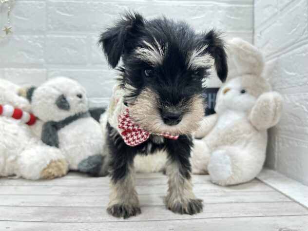 岡山県のミニチュアシュナウザー (ワンキャラット アミーゴ岡南店/2025年11月8日生まれ/女の子/ブラックシルバー)の子犬の3枚目の画像