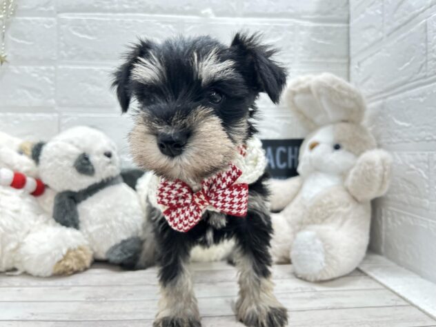 岡山県のミニチュアシュナウザー (ワンキャラット アミーゴ岡南店/2025年11月8日生まれ/女の子/ブラックシルバー)の子犬の2枚目の画像