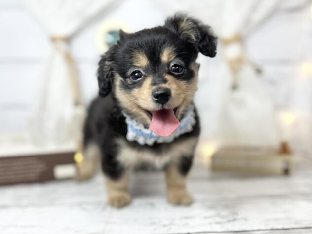 香川県のポメックス(ポメラニアン×ダックス) (ワンキャラット アミーゴ屋島店/2025年11月21日生まれ/女の子/ブラックタン)の子犬の1枚目の画像