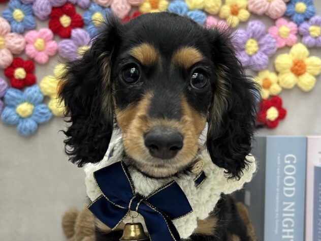 岡山県のカニンヘンダックスフンド(ロング) (ワンキャラット アミーゴ高屋店/2025年11月3日生まれ/男の子/ブラックタン)の子犬