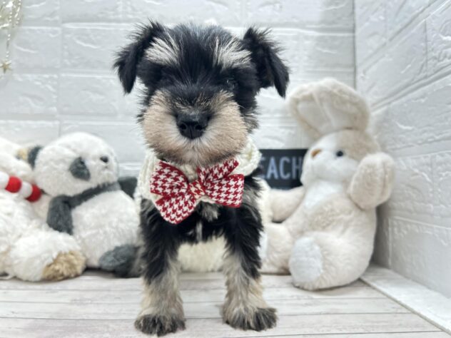 岡山県のミニチュアシュナウザー (ワンキャラット アミーゴ岡南店/2025年11月8日生まれ/女の子/ブラックシルバー)の子犬の1枚目の画像