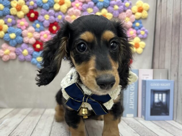 岡山県のカニンヘンダックスフンド(ロング) (ワンキャラット アミーゴ高屋店/2025年11月3日生まれ/男の子/ブラックタン)の子犬の2枚目の画像