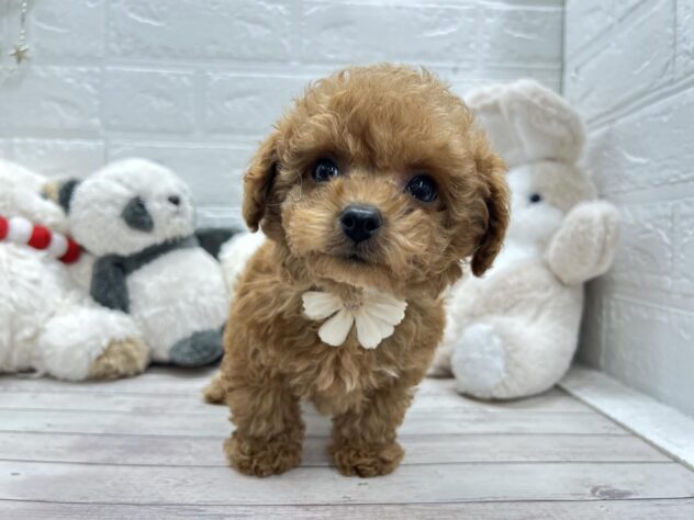 岡山県のトイプードル(トイ) (ワンキャラット アミーゴ岡南店/2025年11月5日生まれ/男の子/オレンジフォーン)の子犬の3枚目の画像