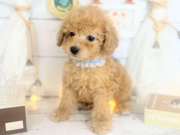 香川県のトイプードル(トイ) (ワンキャラット アミーゴ屋島店/2025年11月13日生まれ/男の子/アプリコット)の子犬の3枚目の画像