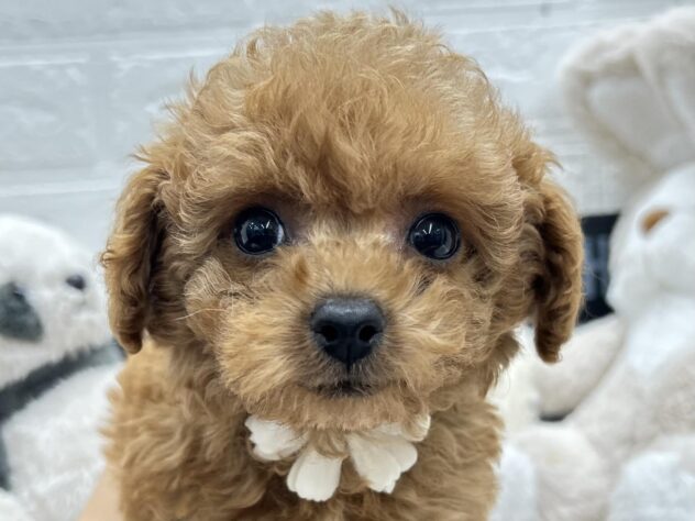 岡山県のトイプードル(トイ) (ワンキャラット アミーゴ岡南店/2025年11月5日生まれ/男の子/オレンジフォーン)の子犬の1枚目の画像