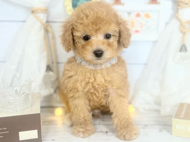 香川県のトイプードル(トイ) (ワンキャラット アミーゴ屋島店/2025年11月13日生まれ/男の子/アプリコット)の子犬の1枚目の画像