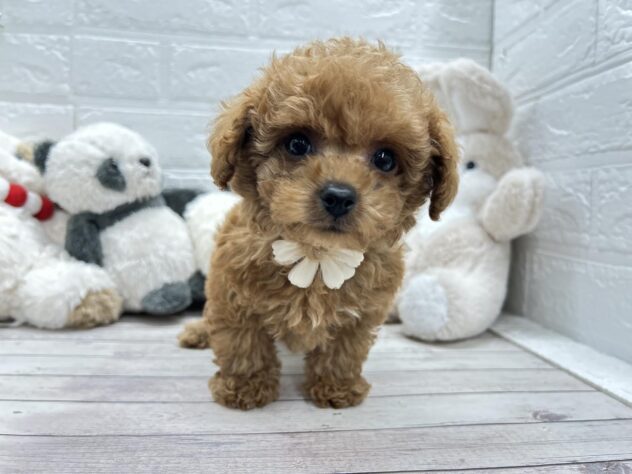 岡山県のトイプードル(トイ) (ワンキャラット アミーゴ岡南店/2025年11月5日生まれ/男の子/オレンジフォーン)の子犬の2枚目の画像