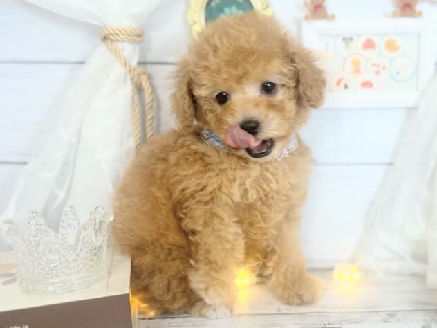 香川県のトイプードル(トイ) (ワンキャラット アミーゴ屋島店/2025年11月13日生まれ/男の子/アプリコット)の子犬の2枚目の画像