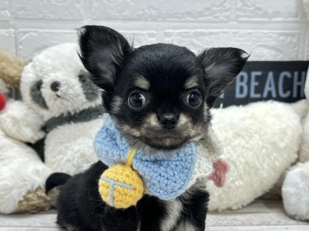 岡山県のチワワ(ロング) (ワンキャラット アミーゴ岡南店/2025年11月12日生まれ/女の子/ブラックタン)の子犬の1枚目の画像