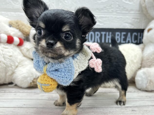 岡山県のチワワ(ロング) (ワンキャラット アミーゴ岡南店/2025年11月12日生まれ/女の子/ブラックタン)の子犬の2枚目の画像