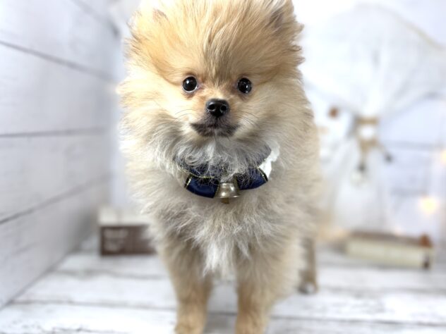 香川県のポメラニアン (ワンキャラット アミーゴ屋島店/2025年10月12日生まれ/男の子/オレンジ)の子犬の1枚目の画像