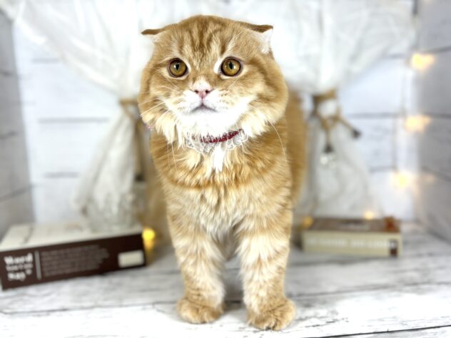 香川県のスコティッシュフォールド (ワンキャラット アミーゴ屋島店/2025年7月1日生まれ/女の子/レッドタビーホワイト)の子猫の4枚目の画像