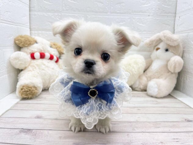 岡山県のハーフ犬・ミックス犬 (ワンキャラット アミーゴ岡南店/2025年11月15日生まれ/女の子/その他色)の子犬の1枚目の画像