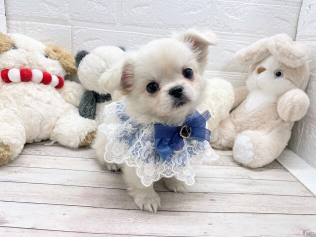 岡山県のハーフ犬・ミックス犬 (ワンキャラット アミーゴ岡南店/2025年11月15日生まれ/女の子/その他色)の子犬の2枚目の画像