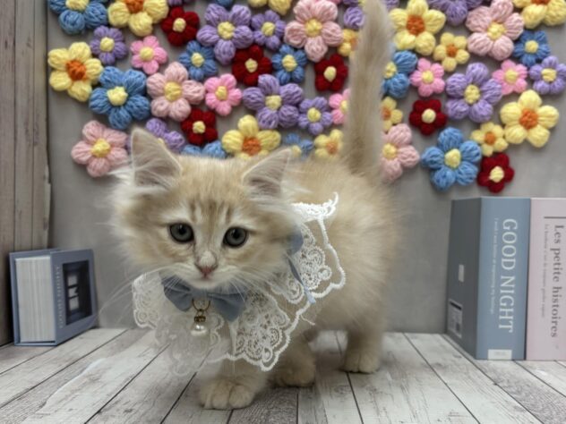 岡山県のサイベリアン (ワンキャラット アミーゴ高屋店/2025年11月24日生まれ/男の子/レッドタビー)の子猫の4枚目の画像