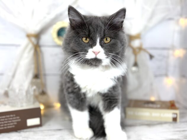 香川県のラガマフィン (ワンキャラット アミーゴ屋島店/2025年8月31日生まれ/女の子/ブルーホワイト)の子猫の2枚目の画像