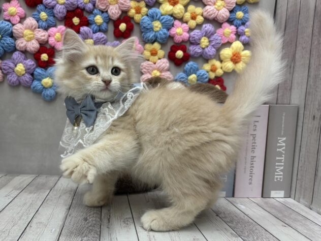 岡山県のサイベリアン (ワンキャラット アミーゴ高屋店/2025年11月24日生まれ/男の子/レッドタビー)の子猫の3枚目の画像