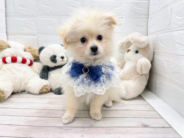 岡山県のハーフ犬・ミックス犬 (ワンキャラット アミーゴ岡南店/2025年10月24日生まれ/女の子/クリーム)の子犬