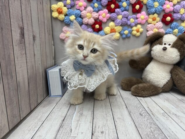 岡山県のサイベリアン (ワンキャラット アミーゴ高屋店/2025年11月24日生まれ/男の子/レッドタビー)の子猫の2枚目の画像