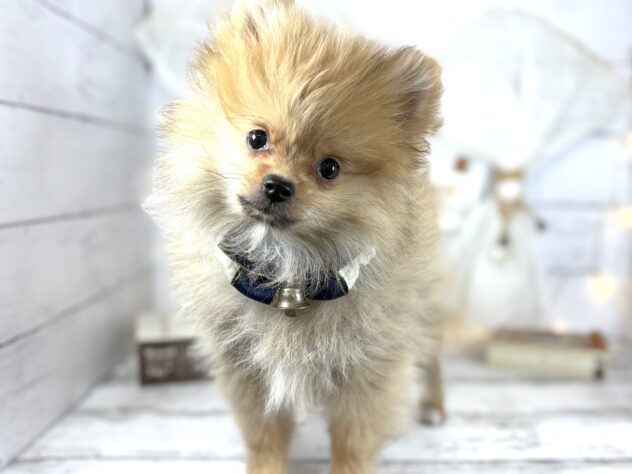 香川県のポメラニアン (ワンキャラット アミーゴ屋島店/2025年10月12日生まれ/男の子/オレンジ)の子犬の2枚目の画像