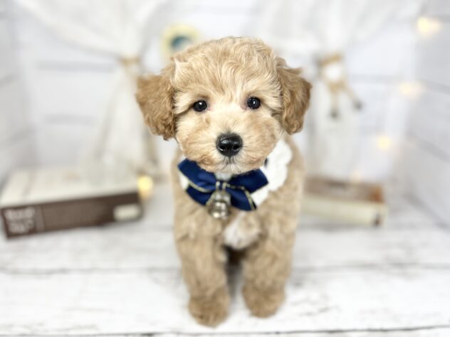 香川県のハーフ犬・ミックス犬 (ワンキャラット アミーゴ屋島店/2025年11月23日生まれ/女の子/アプリコット)の子犬の1枚目の画像