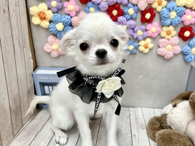 岡山県のチワワ(ロング) (ワンキャラット アミーゴ高屋店/2025年8月29日生まれ/男の子/クリーム)の子犬の2枚目の画像