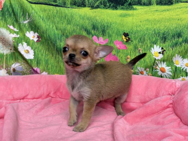 和歌山県のチワワ(ロング) (アミーゴ和歌山太田店/2025年11月7日生まれ/女の子/フォーンホワイト)の子犬の4枚目の画像