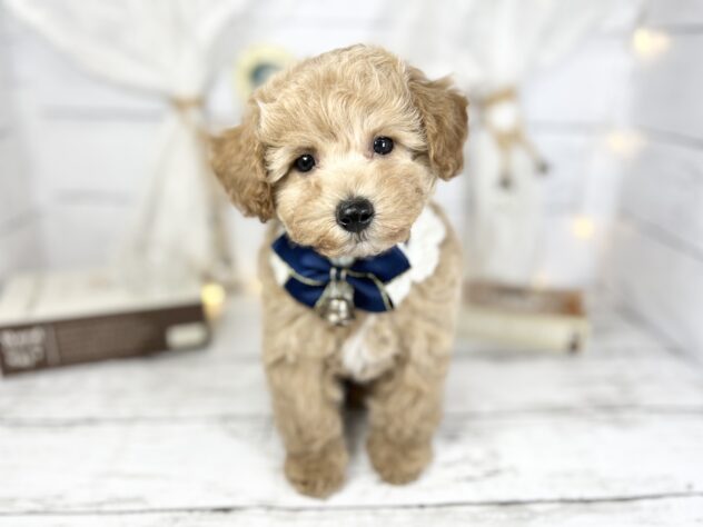 香川県のハーフ犬・ミックス犬 (ワンキャラット アミーゴ屋島店/2025年11月23日生まれ/女の子/アプリコット)の子犬の2枚目の画像