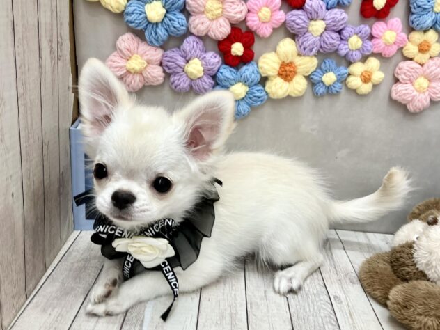 岡山県のチワワ(ロング) (ワンキャラット アミーゴ高屋店/2025年8月29日生まれ/男の子/クリーム)の子犬の3枚目の画像