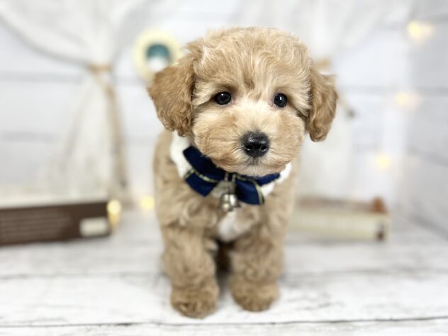 香川県のハーフ犬・ミックス犬 (ワンキャラット アミーゴ屋島店/2025年11月23日生まれ/女の子/アプリコット)の子犬の3枚目の画像