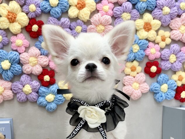 岡山県のチワワ(ロング) (ワンキャラット アミーゴ高屋店/2025年8月29日生まれ/男の子/クリーム)の子犬の1枚目の画像