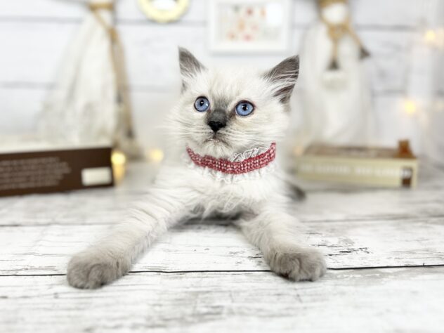 香川県のラグドール (ワンキャラット アミーゴ屋島店/2025年11月19日生まれ/男の子/ブルーポイント)の子猫の2枚目の画像