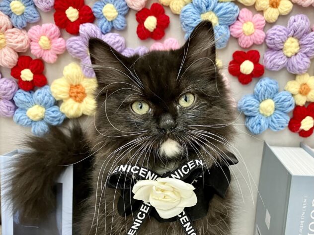 岡山県のラガマフィン (ワンキャラット アミーゴ高屋店/2025年10月19日生まれ/男の子/ブラックホワイト)の子猫の1枚目の画像