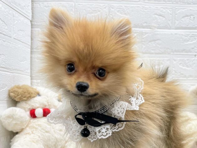 岡山県のポメラニアン (ワンキャラット アミーゴ岡南店/2025年9月28日生まれ/男の子/オレンジ)の子犬の1枚目の画像