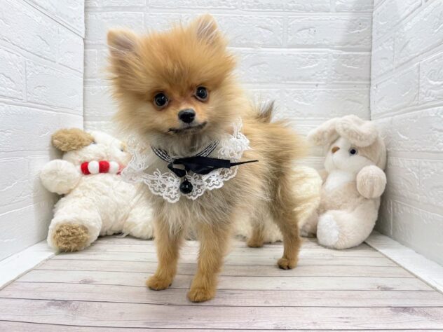 岡山県のポメラニアン (ワンキャラット アミーゴ岡南店/2025年9月28日生まれ/男の子/オレンジ)の子犬の2枚目の画像